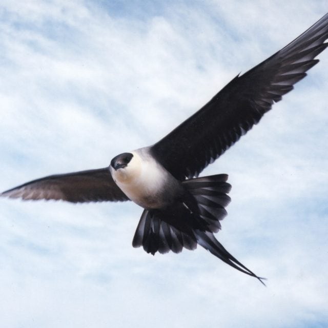 Long-tailed Jaeger