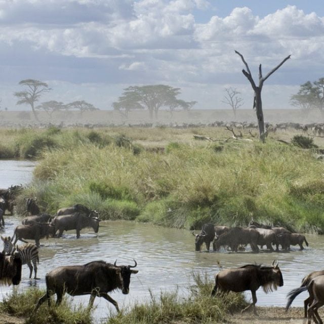 wildebeest migration