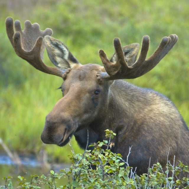 moose
