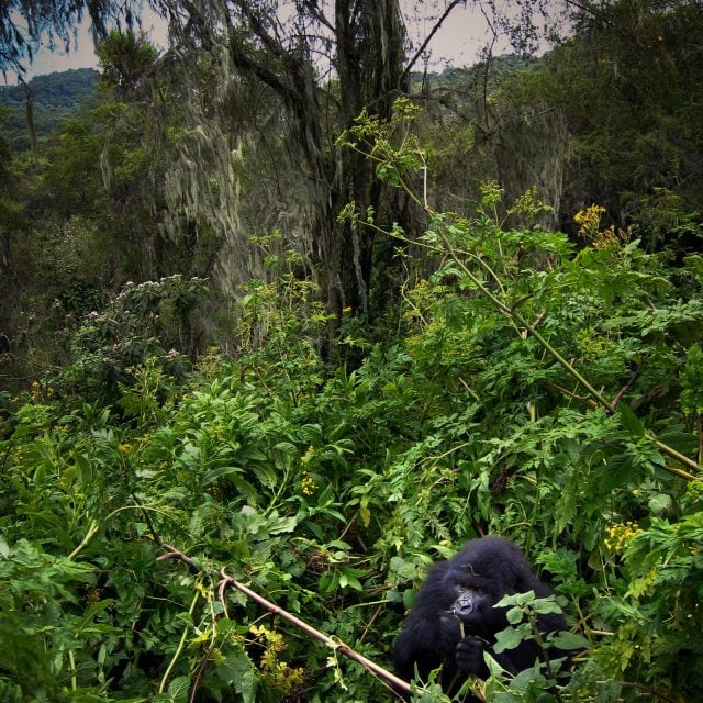 Mountain gorilla forest