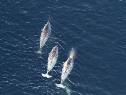Narwhals & Polar Bears: Arctic Bay