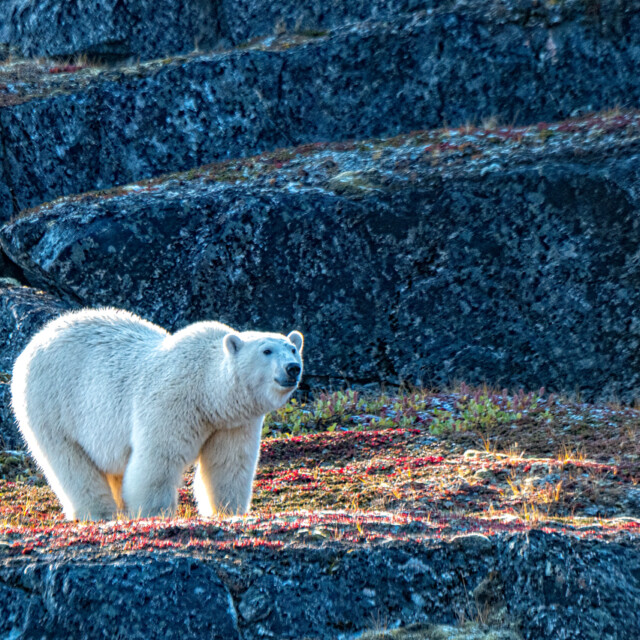 Polar Bear, Labrador coast