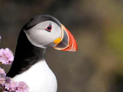 Grand Newfoundland Birdwatching