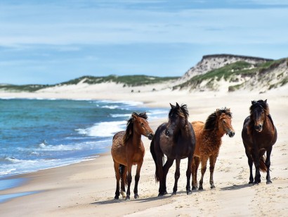 Sable Island Cruise