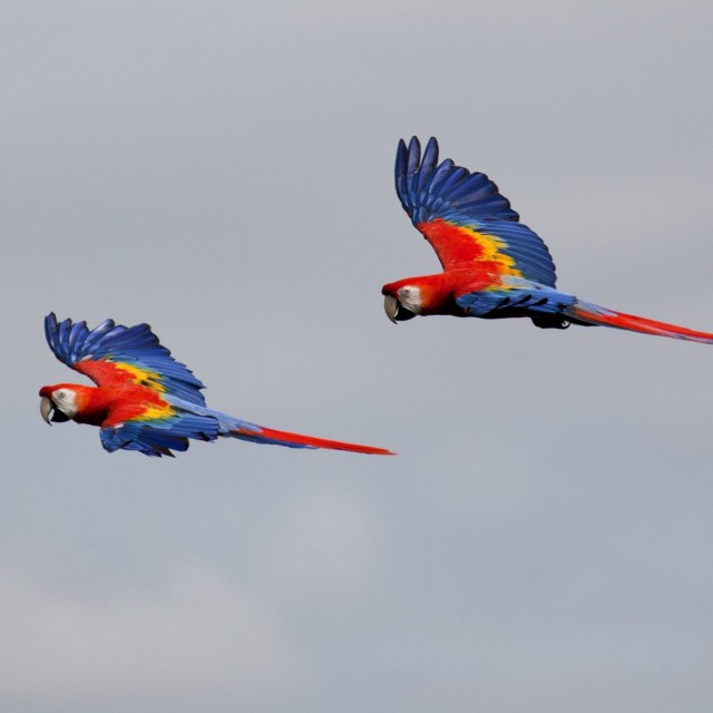 Scarlet Macaws in flight