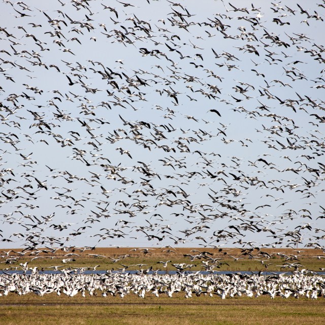 Snow Geese in Saskatchewan