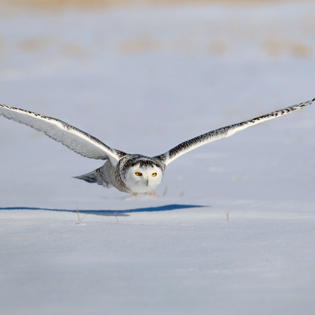 Snowy Owl