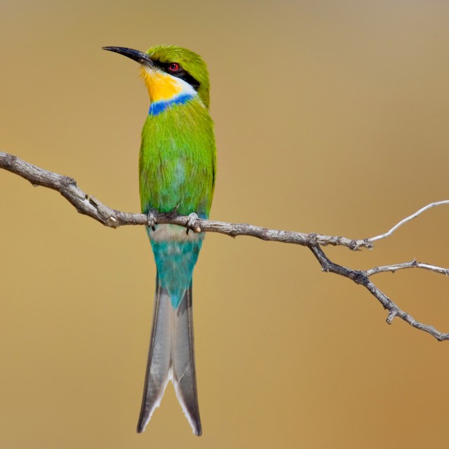 Swallow-tailed bee-eater