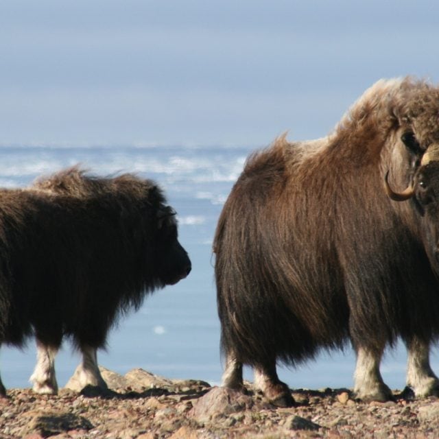 two Muskox