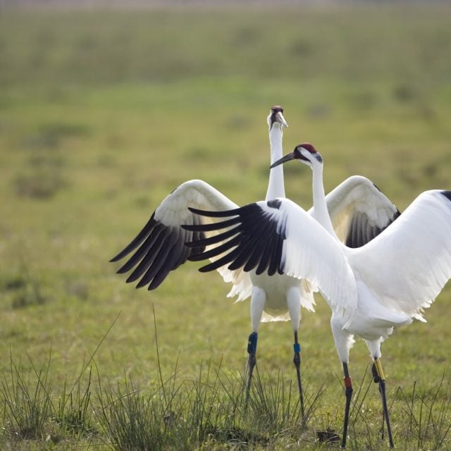 Whooping Cranes