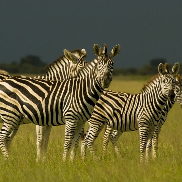 zebra herd