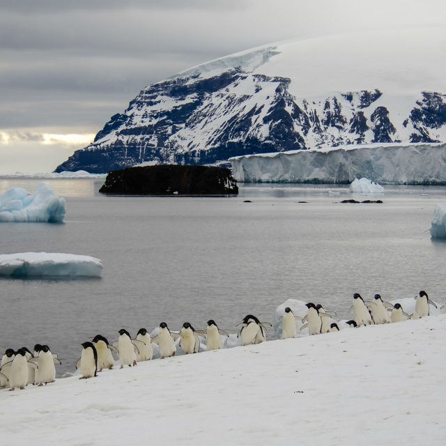 Adelie Penguins
