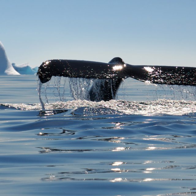 Whale in Antarctica