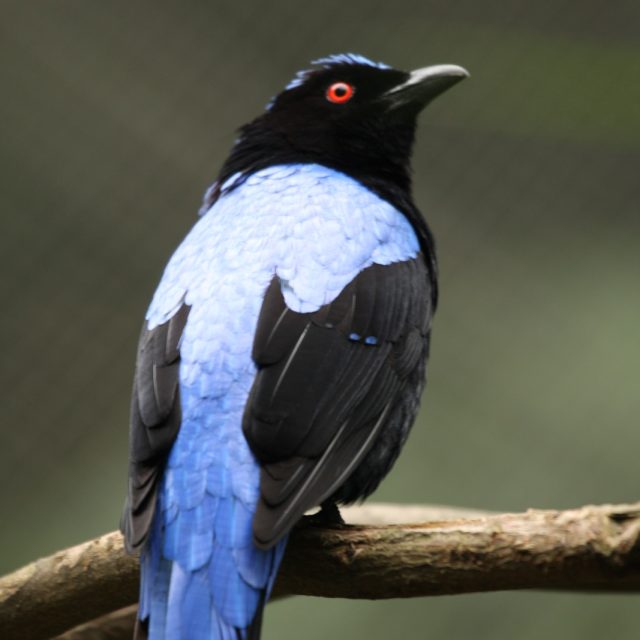 Asian Fairy Bluebird
