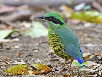 Cambodia & South Vietnam