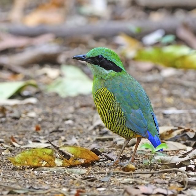 Bar-bellied Pitta