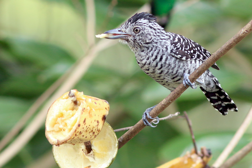 Barred Antshrike