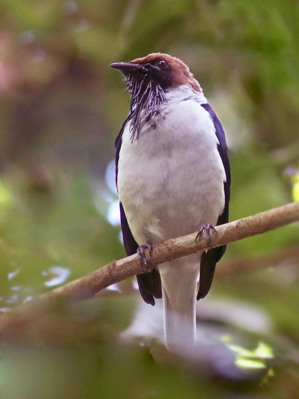 Bearded Bellbird