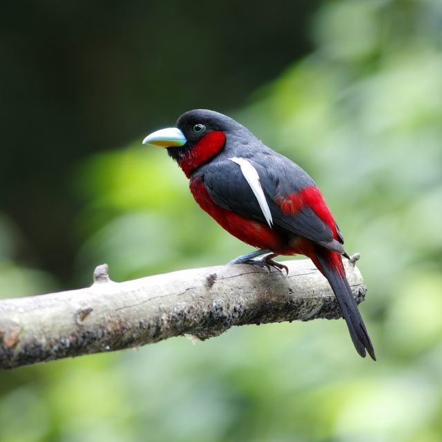 Black-and-red Broadbill