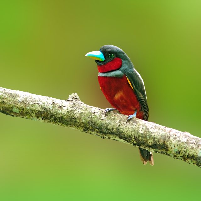 Black-and-red Broadbill