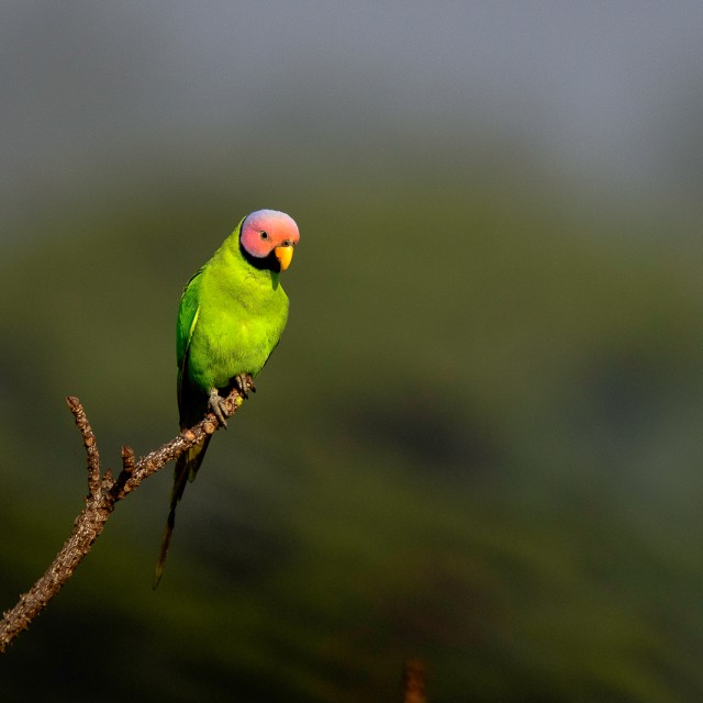 Blossom-headed Parakeet