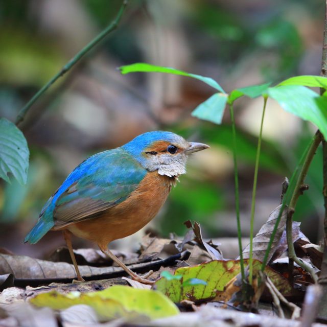 Blue-rumped Pitta