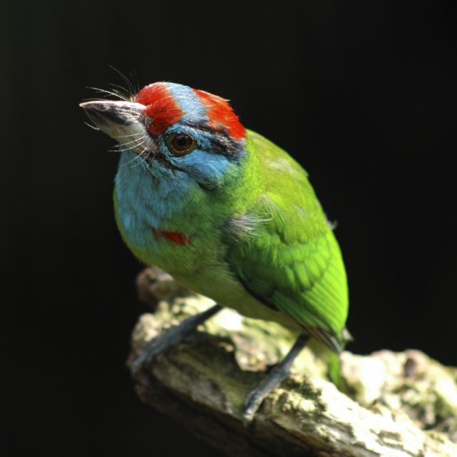 Blue-throated Barbet