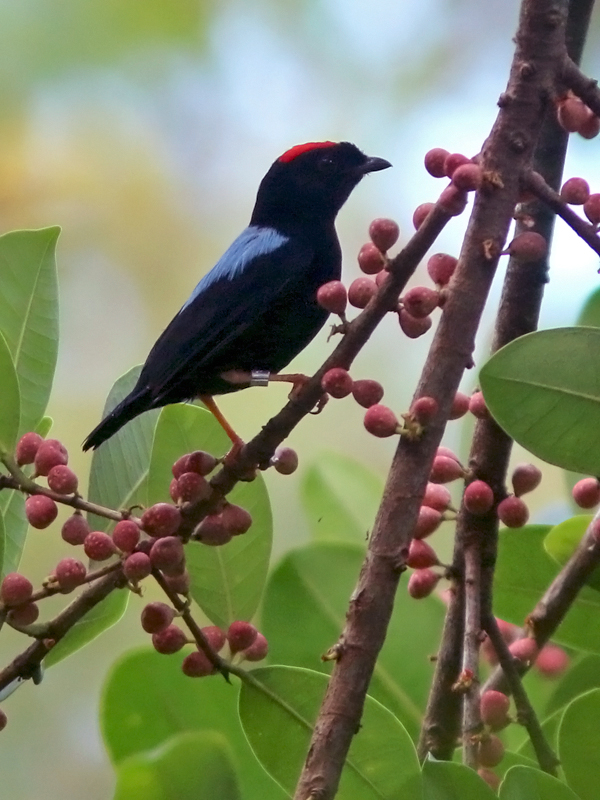 Blue-backed Manakin