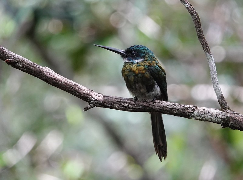 Bronzy Jacamar