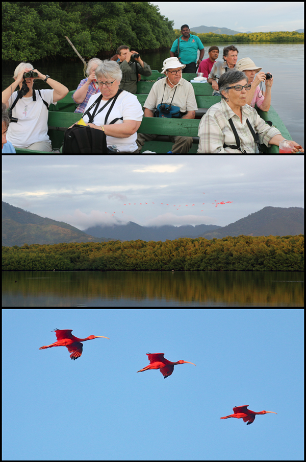 Caroni swamp collage