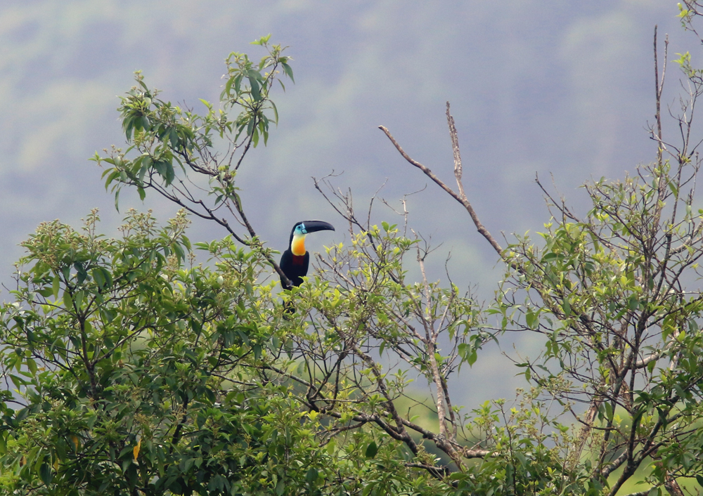 Channel-billed Toucan