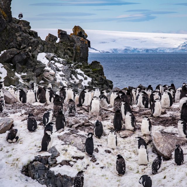 Chinstrap Penguins