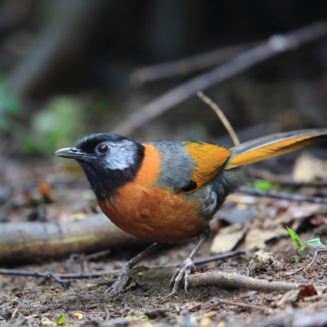 Collared laughingthrush (Trochalopteron yersini) in Da lat, Vietnam