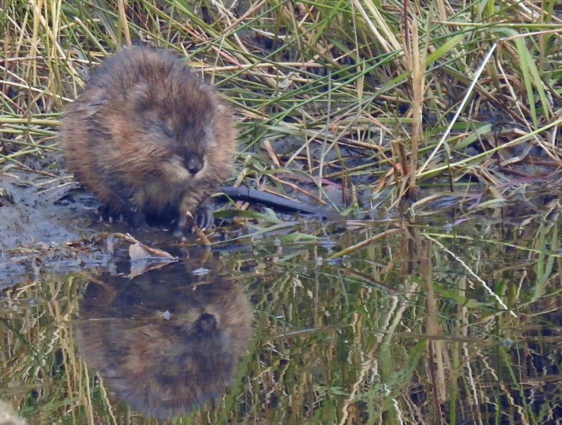 Muskrat