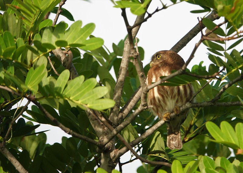Ferruginous Pygmy Owl
