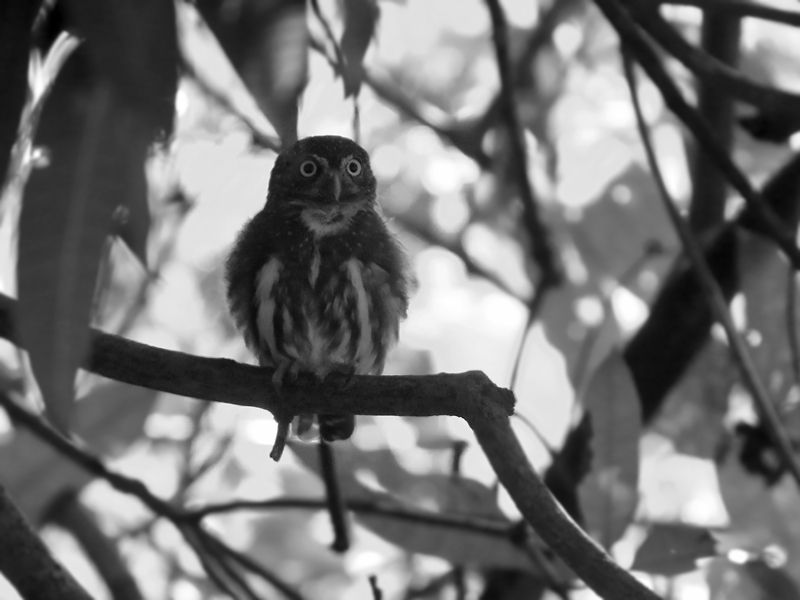 Ferruginous Pygmy Owl