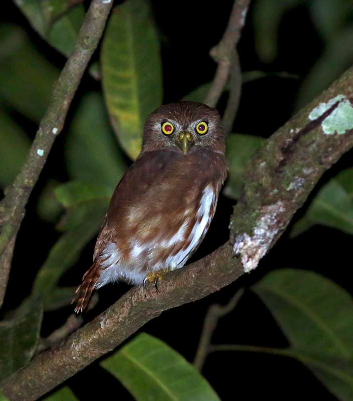 Ferruginous Pygmy Owl