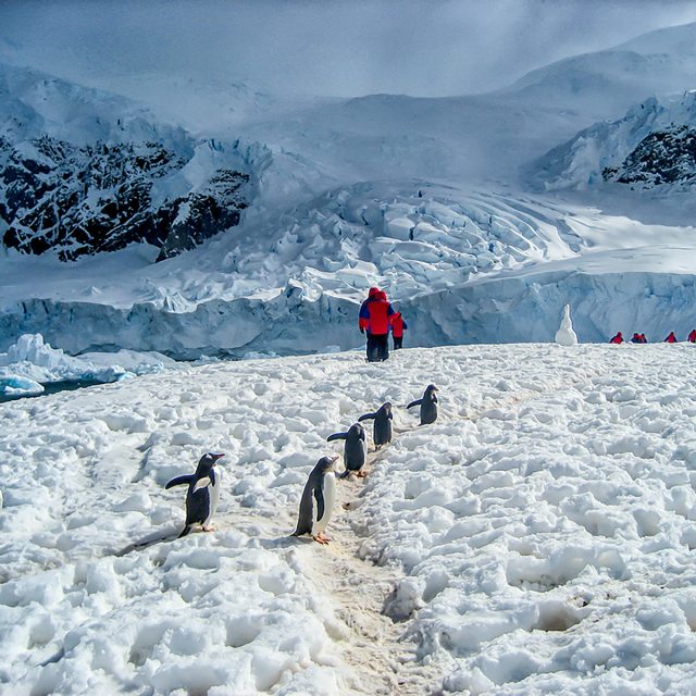 Gentoo Penguins in Antarctica