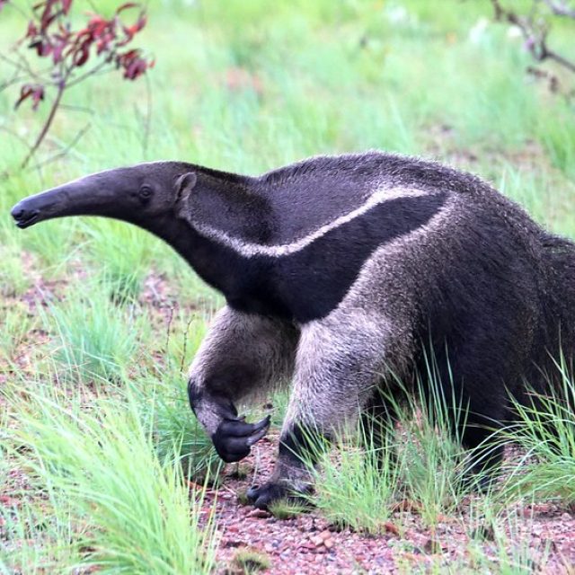 Giant Anteater