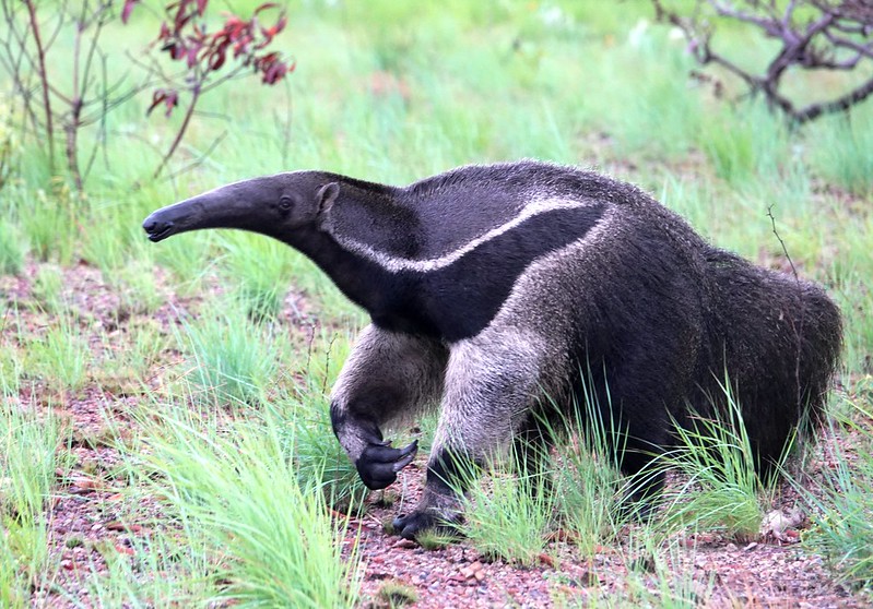 Giant Anteater