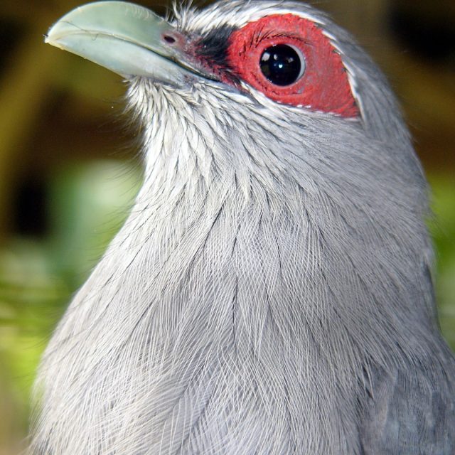 Green-billed Malkoha