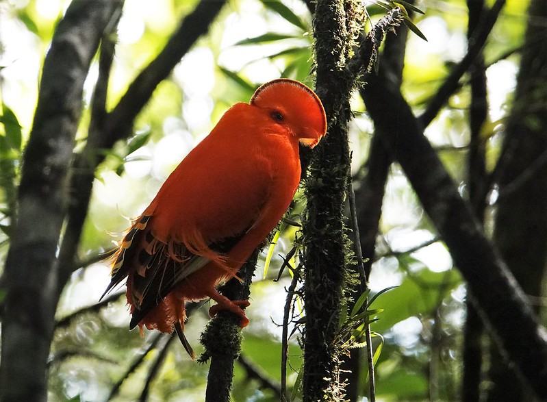 Guaianan Cock-of-the-Rock