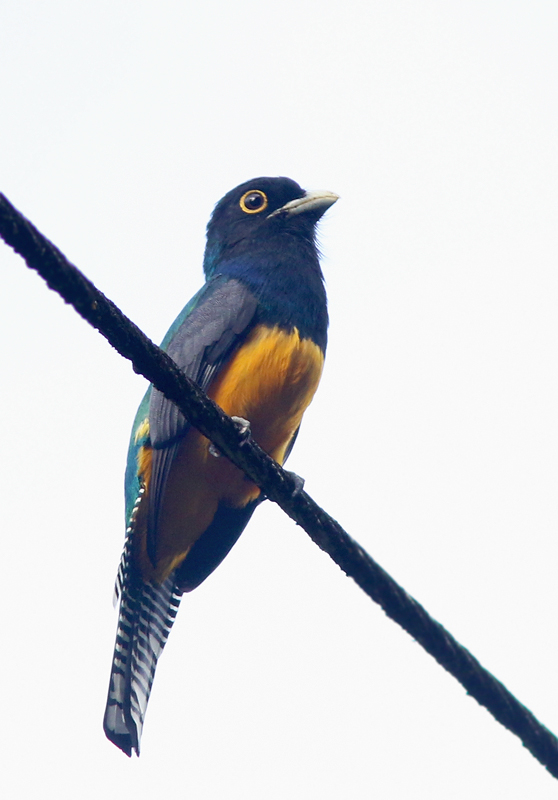 Guianan Trogon