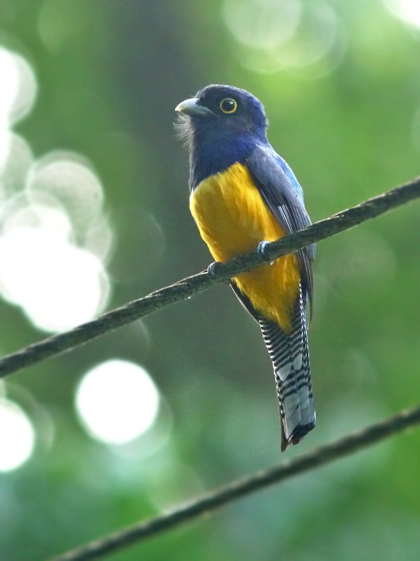 Guianan Trogon