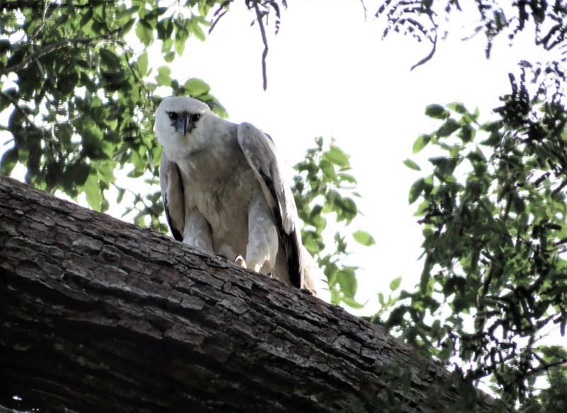 Harpy Eagle