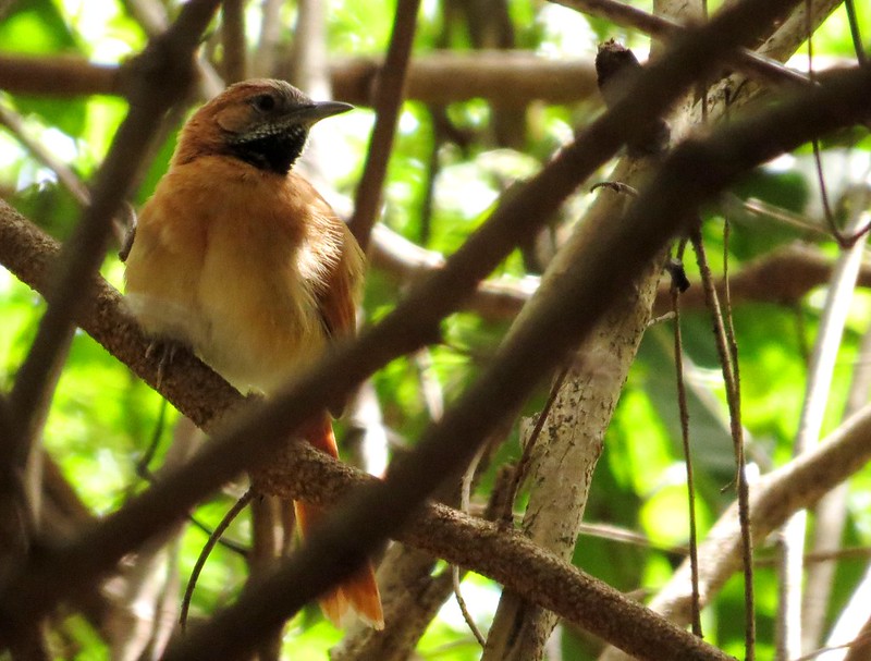 Hoary-throated Spinetail