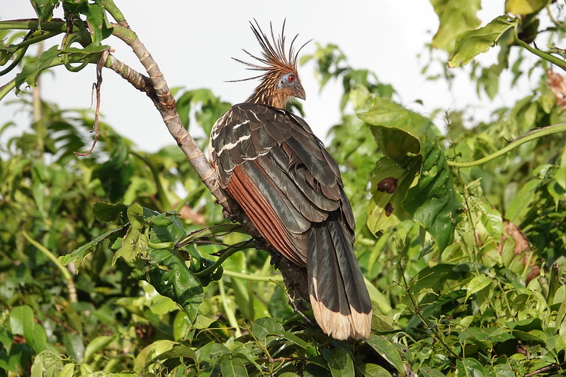 Hoatzin in Guyana