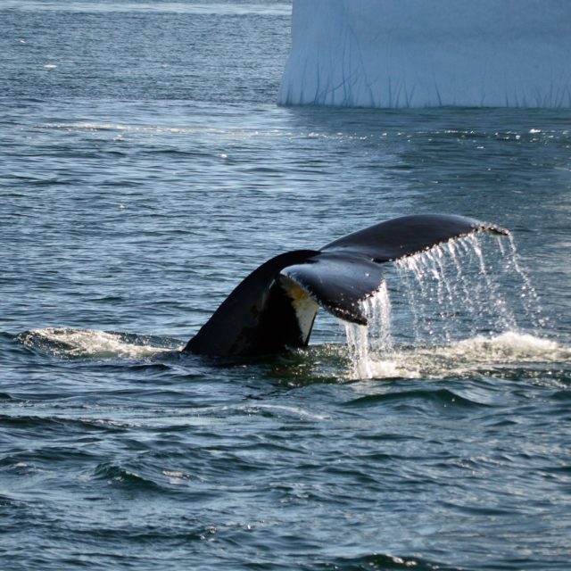 Humpback whale tail in Antarctica