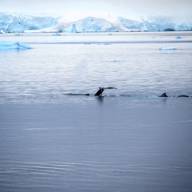 Humpback whales in Antarctica