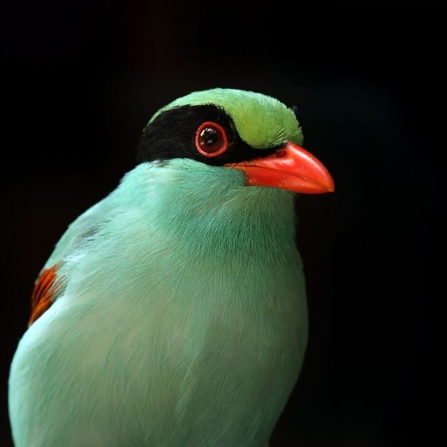 Indochinese Green Magpie
